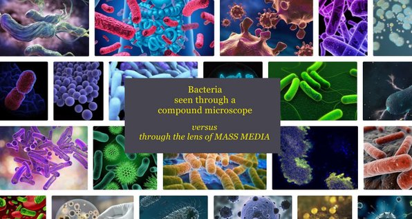 bacteria and mass media